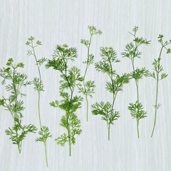 花未落香菜つぼみ創意ドライフラワー押し花手作り森系INS風diyエンボスしおり材料バッグ