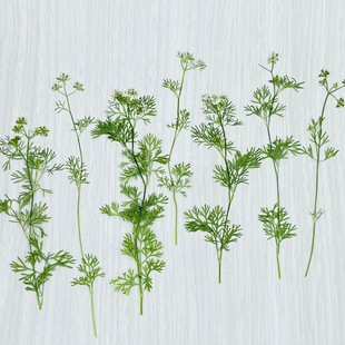 Flowers Are Not yet Fallen, Coriander Flower Buds, Creative Dried Flower Embossed Handmade Forest Style Ins Style DIY Embossed Glue Bookmark Material Package