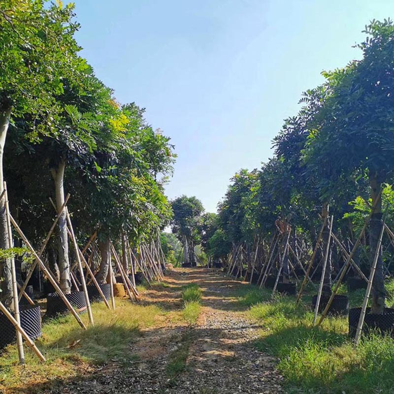 苗圃基地直供 百佳园艺 米径12公分移植苗 桃花心木