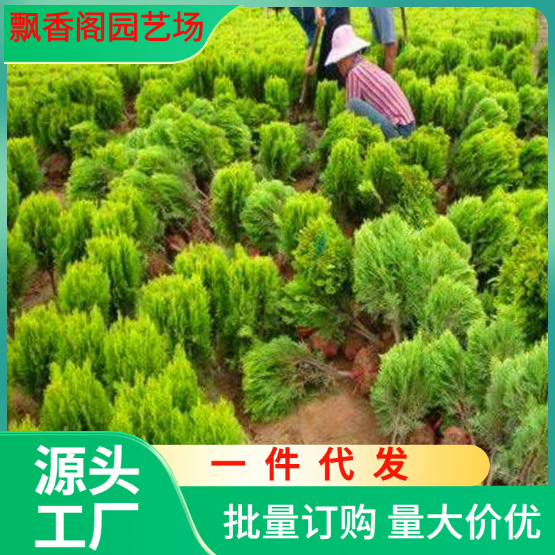 一件代发湖南洒金柏树苗庭院行道绿化苗木洒金柏苗撒金柏树苗扇柏