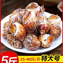 特大花螺海螺特大号鲜冻冷冻鲜活东风新鲜花螺螺贝类海鲜水产鲜活