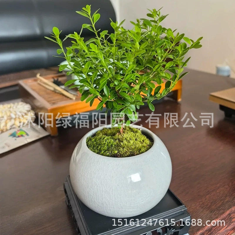 Маленький красный настольный цветок нан и зеленое растение в горшке для гостиной, золотой нан, древесный старый пень, очищающий воздух, бонсай.