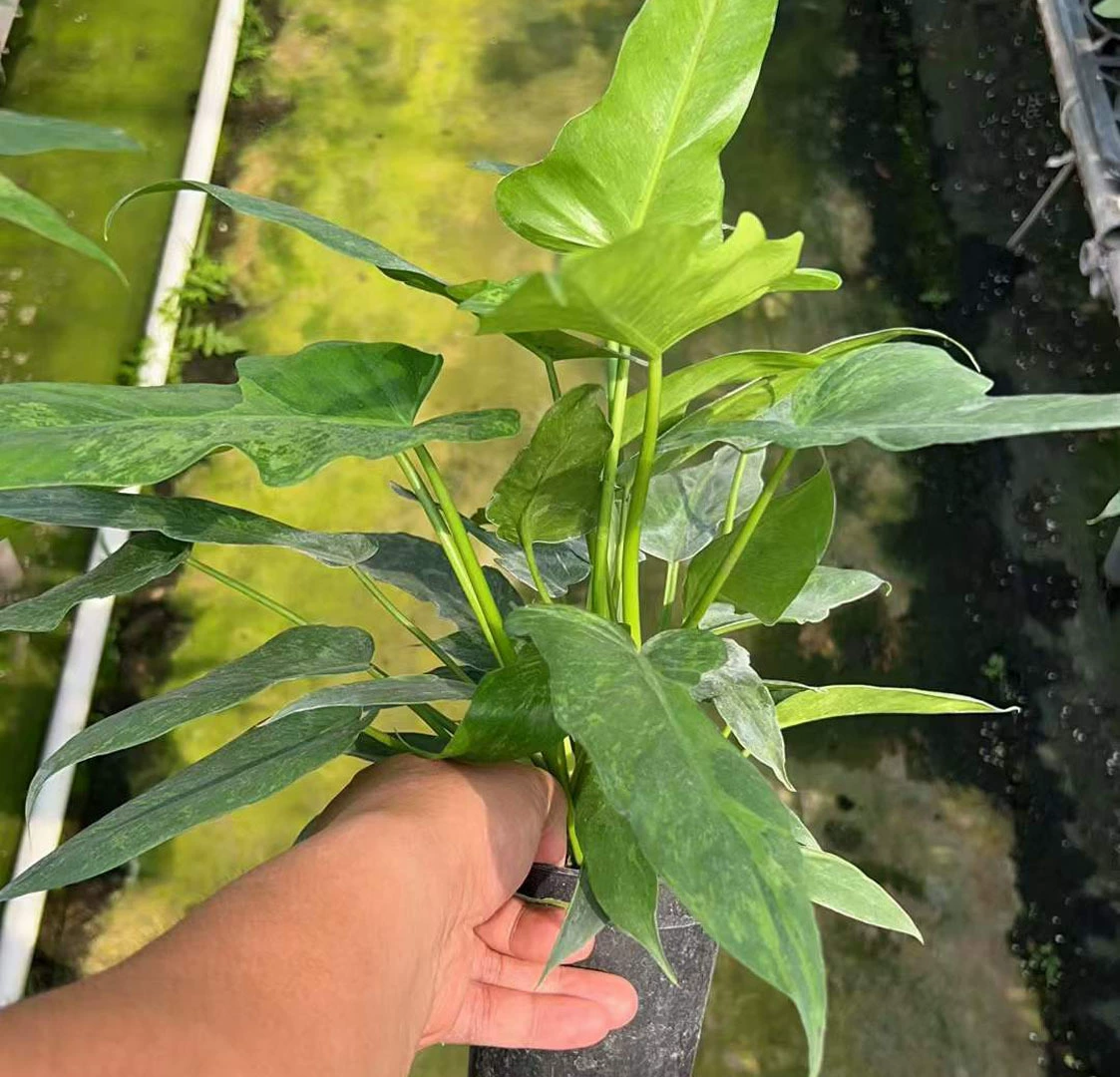 [Базовые прямые поставки] Наблюдение за листьями Маленькие горшечные растения Чистые красные растения Цветы Домашние цветы Зеленые растения 120 Парча Золотого Дракона