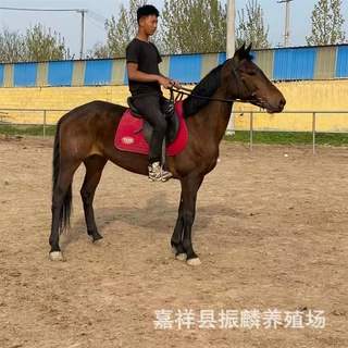 黑龙江骑乘马 比赛用马 观赏马 哪里有的养马场 马匹价格