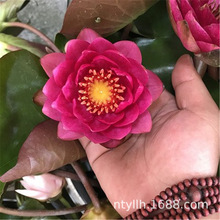 ˮֲСɏN˯ɏNźˮܴͺɻN