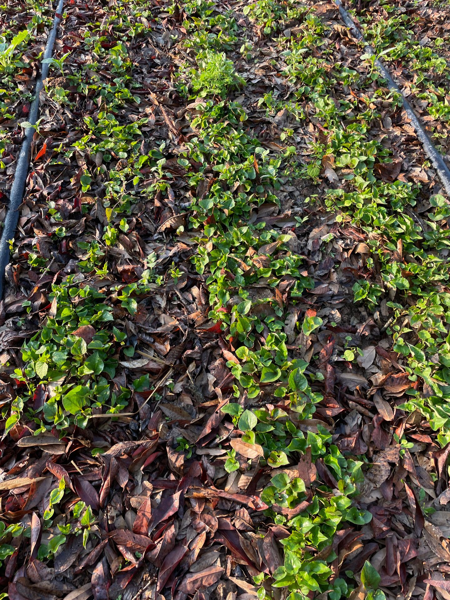 鱼腥草种植 (31).JPG