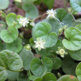 ���޼��R���N���M���ļ����ƺ�����׻���ݷN�ѾG����Ƥ�N��