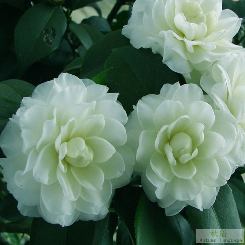 Las plantas en macetas de semillas de camelia se pueden sembrar en cuatro estaciones, 24 colores opcionales, 5 rosas Sai