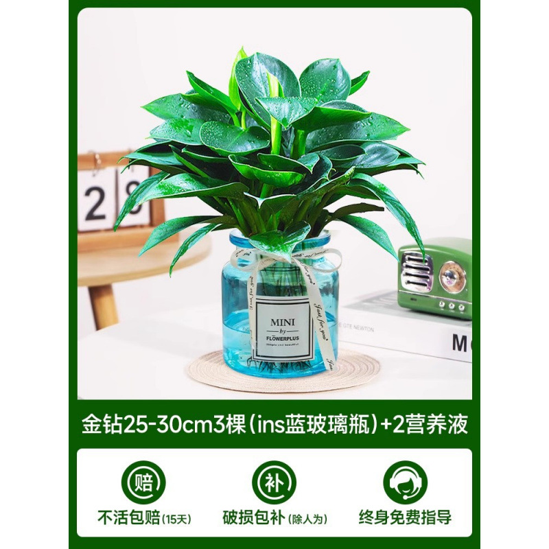 골든 다이아몬드 3개(파란색 유리병) + 크리스탈 머드 + 영양액 2개