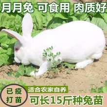 家养兔子活体月月兔小白兔活物种兔新西兰黑花大型肉兔兔苗宠物兔