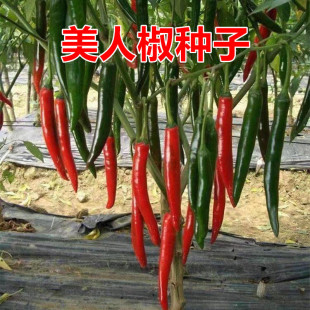 �t�����˽������t���������N�r�Ҳ˽������͝���߲˱���С������