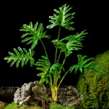 �~�ӾGֲ��Gɫ�ٲݰ������X�����ϲ廨�b��쾰���^���~ާ�