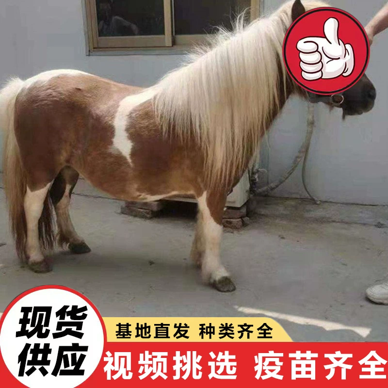 Фотосессия на живописном месте в саду, гном-лошадка, продажа живых питомцев, мини-лошадка, детская лошадка для верховой езды, домашняя малоподковая лошадка