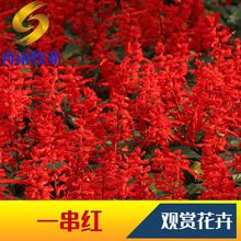 一串红种子串串红盆栽花卉耐热耐旱花期长庭院花海植物观赏花种籽