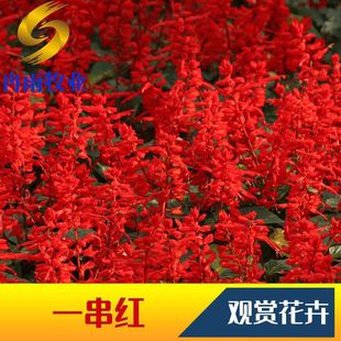 һ���t�N�Ӵ����t���Ի����͟��ͺ������LͥԺ����ֲ���^�p���N��