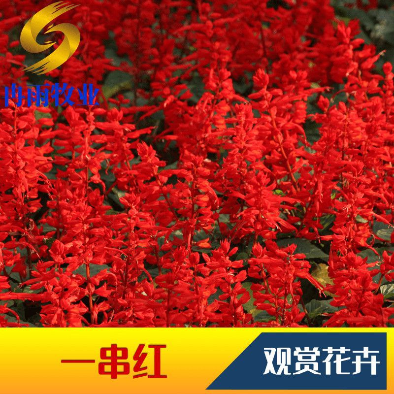 一串红种子串串红盆栽花卉耐热耐旱花期长庭院花海植物观赏花种籽