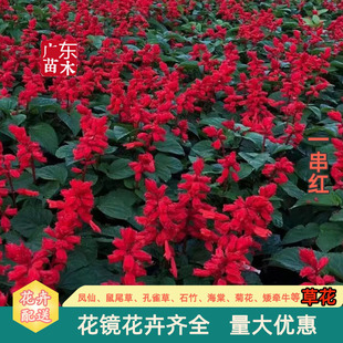 һ���t����ֲ��tɫ�����cԪ�������ݻ����R�@���������̻������l