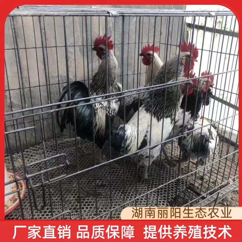 出售鹊山鸡苗花鸡苗出壳毛毛鸡仔另有贵妃鸡苗珍珠鸡苗放养土鸡苗