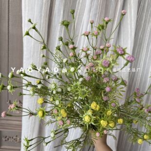 ̫ꖶ� ɭϵ��ķ���Gֲ��ղݼҾ��b廨����������zӰ����