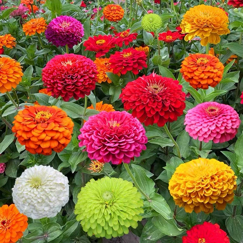 Четыре сезона легко выращивать семена цветов циннии персидская Хризантема дикий цветок сочетание двор цветение открытый балкон горшечные цветочные семена