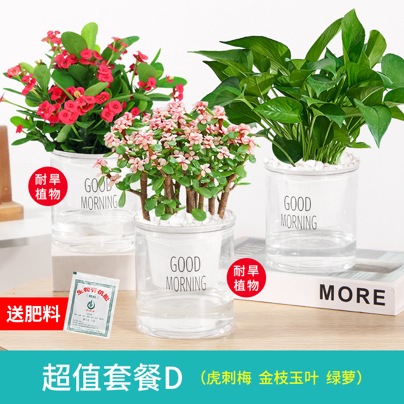 특가 호랑이가시매화 3화분 + 황금가지와 옥잎 + 청무 + 무비비화석