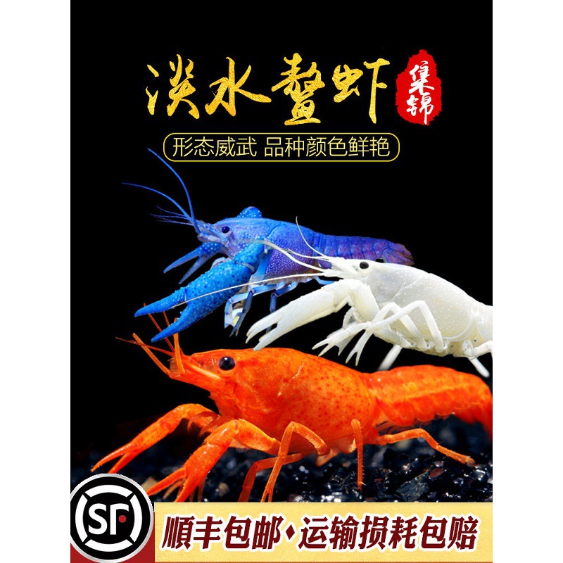 活体观赏虾宠物虾橘鳌佛蓝鳌虾淡水小龙虾澳洲龙纹螯虾天空蓝魔虾