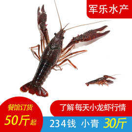 鲜活小龙虾234钱 小青小红虾活体虾餐饮商用湖北新鲜小龙虾批发