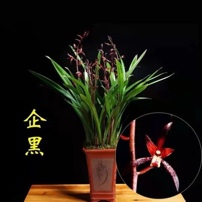 Саженцы орхидей Мулан с золотистыми и черными краями, комнатные орхидеи бонсай, морозостойкие зеленые растения, оригинальные растения в горшках с сильным ароматом для всех сезонов.