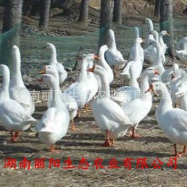 畜禽种苗