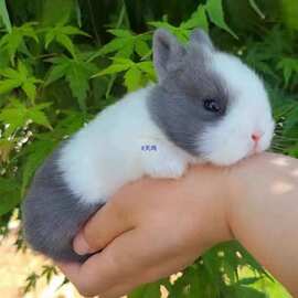 宠物兔活物茶杯长不大不咬人迷你侏儒儿童养猫猫兔荷兰垂耳兔活体