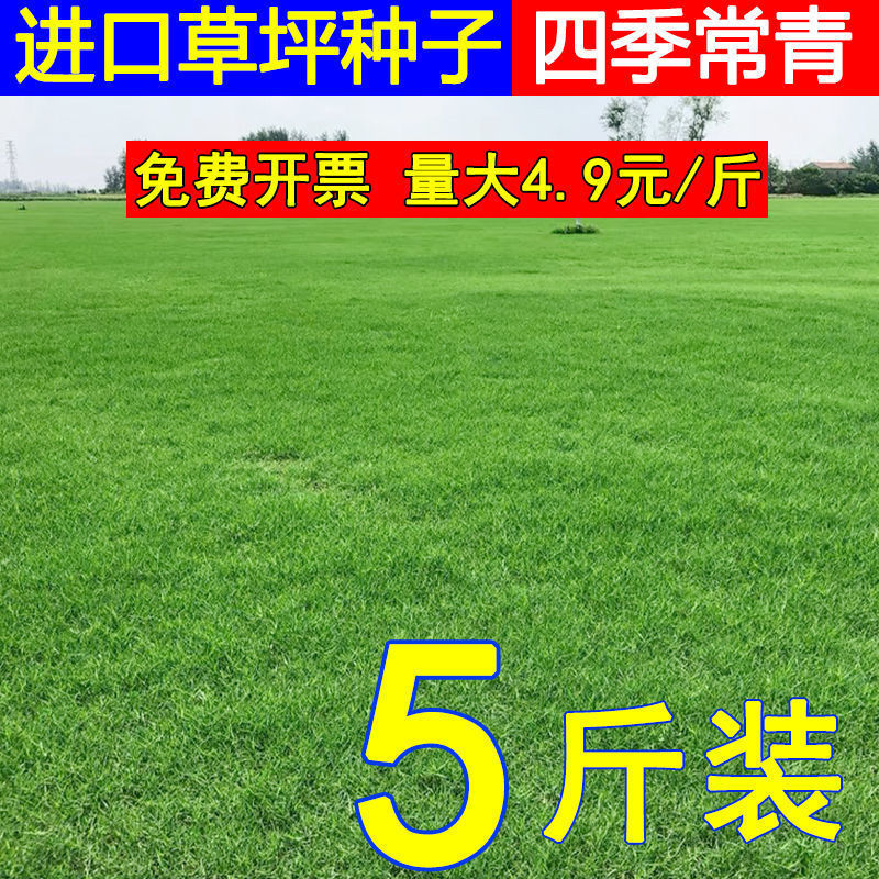 Lawn Seeds, Grass Seeds, Evergreen Greening, Bermudagrass, Manila Ryegrass, Slope Protection Turf Seeds, Grass Seeds Lawn Seeds, Grass Seeds, Evergreen Greening, Bermudagrass, Manila Ryegrass, Slope Protection Turf Seeds, Grass Seeds