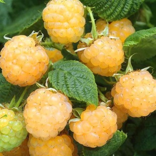 Yellow Raspberry Cranberry Raspberry Raspberry Fruit Berry Balcony Sapling Flower Potted Fruit Tree That Bears Fruit in the Same Year