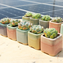 ֱ�N���Ĵָ������մɶ��⻨��M�������ռ{��������