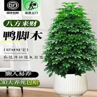 ���_ľ���Կ͏d�Gֲ�˷���ؔ����ľ�����҃ȴ������~ɏֲ��lؔ��