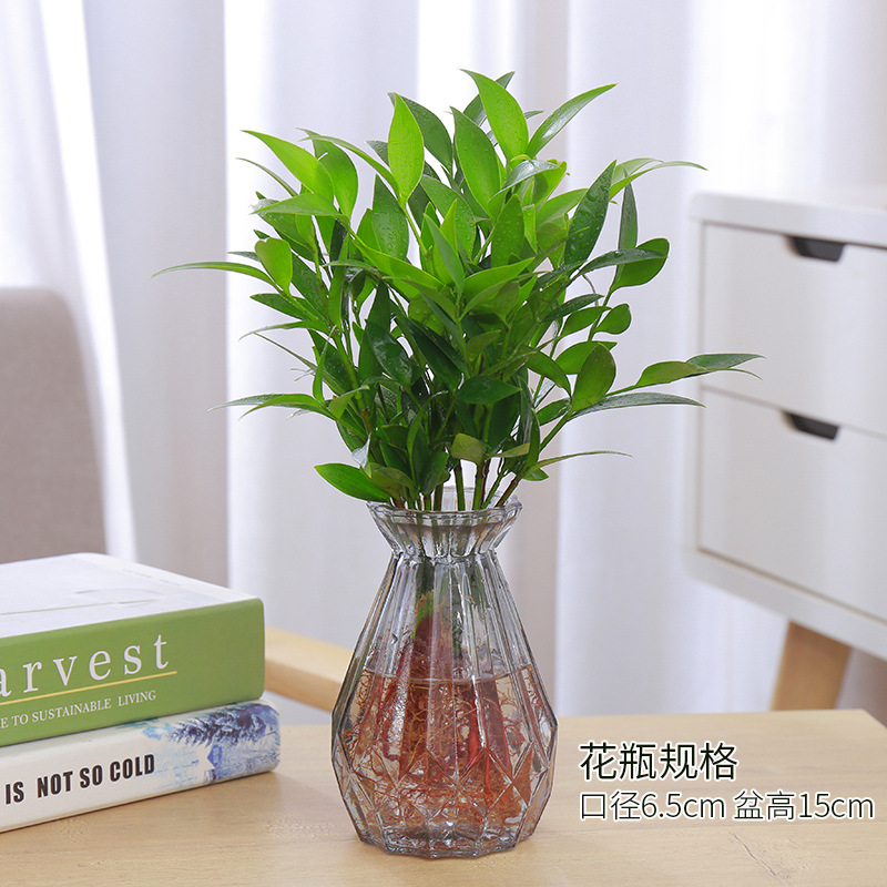 엄선된 대형 모기퇴치대나무 10그루(회색 다이아몬드 유리병+크리스탈 머드) + 영양액