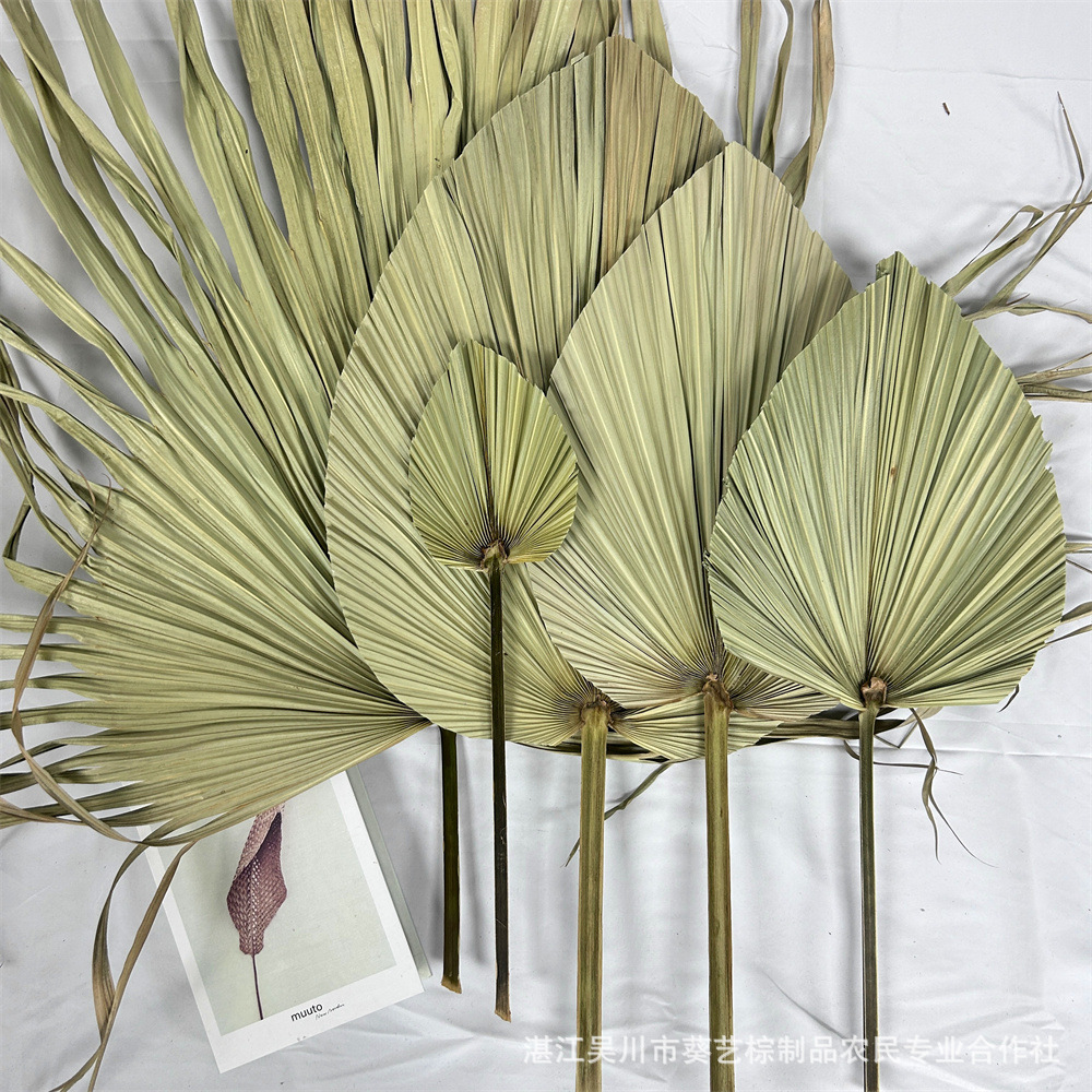 Fuente de la fábrica flor seca hoja de cola hoja de palma color primario planta girasol hoja ventilador decoración suave decoración de la boda centro comercial adornos