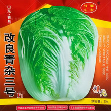 改良青杂三号大白菜种子菜园农家秋季播蔬菜籽辣白菜泡菜韩国种孑