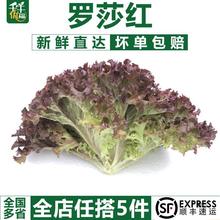 【千牛优福】红叶生菜500g罗莎红生菜新鲜蔬菜沙拉食材紫叶色拉菜