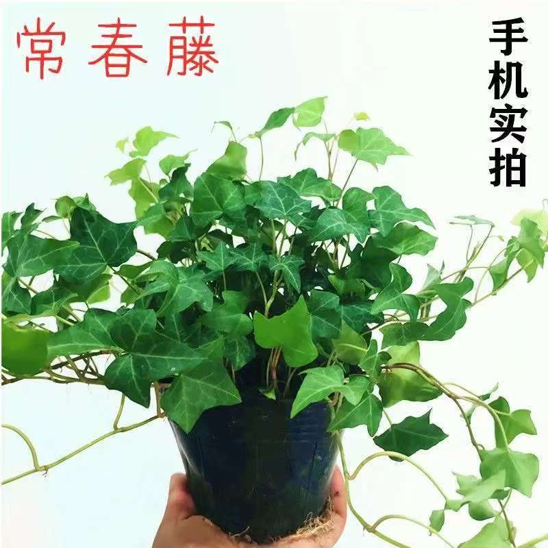 Easy-To-Care Ivy Climbing Plants, Ivy Flower Potted Plants, Hanging Plants for Bedroom Beautification, Easy to Maintain and Purify the Air