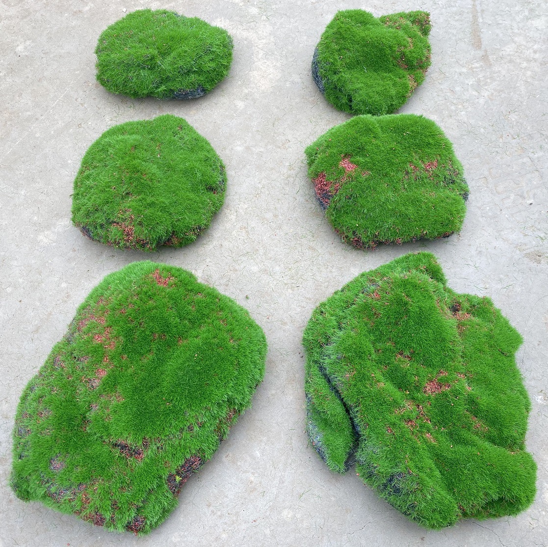 3 pieces of bulging red moss (10-20cm each)