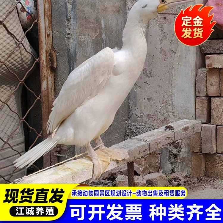 Искусственно выведенные взрослые белые оспоры, способные ловить рыбу, молодые оспоры, птицы для наблюдения в живописных местах и проектов выступлений.