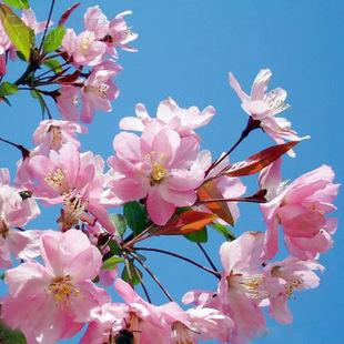 Cherry Blossom Saplings Potted Cherry Blossom Seedlings Courtyard House Large Landscape Trees Japanese Grafted Cherry Blossom Greening Project Seedlings