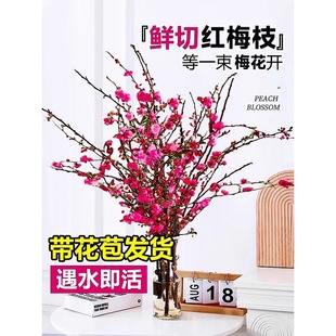 �t÷��֦ˮ��ֲ���һ����҃��r֦���Bѩ�����Ԯ����r���D÷������