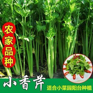�ļ�С���۷N���r�Ҳˈ@�̨ͥԺ�߲˷N�Ӵ����ļ�������С�۲���