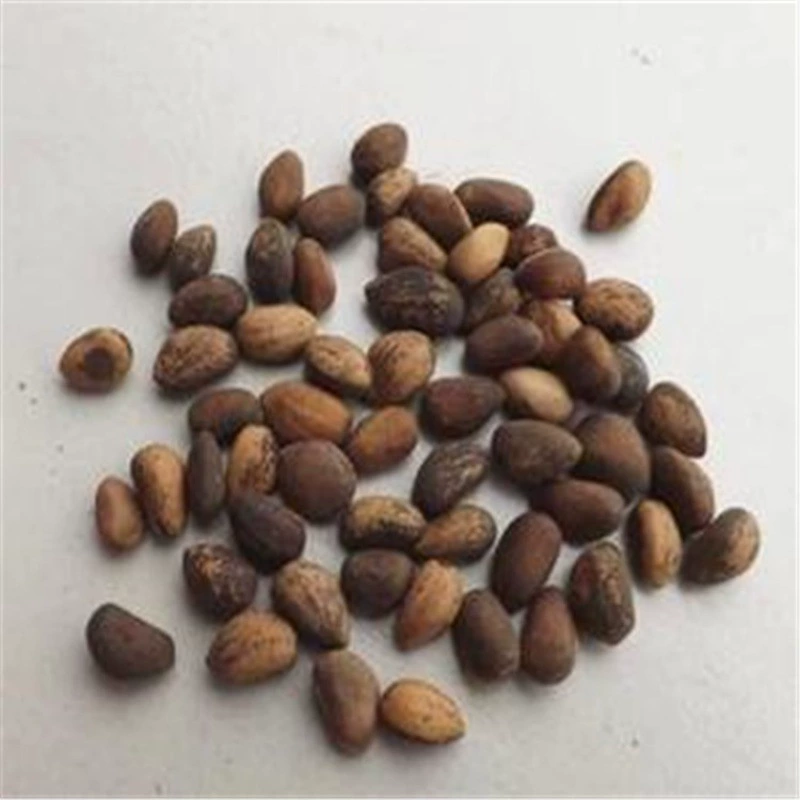 Питомник Базы Оптом белые семена сосны семена белой сосны саженцы семян инженерных зеленые семена рассады