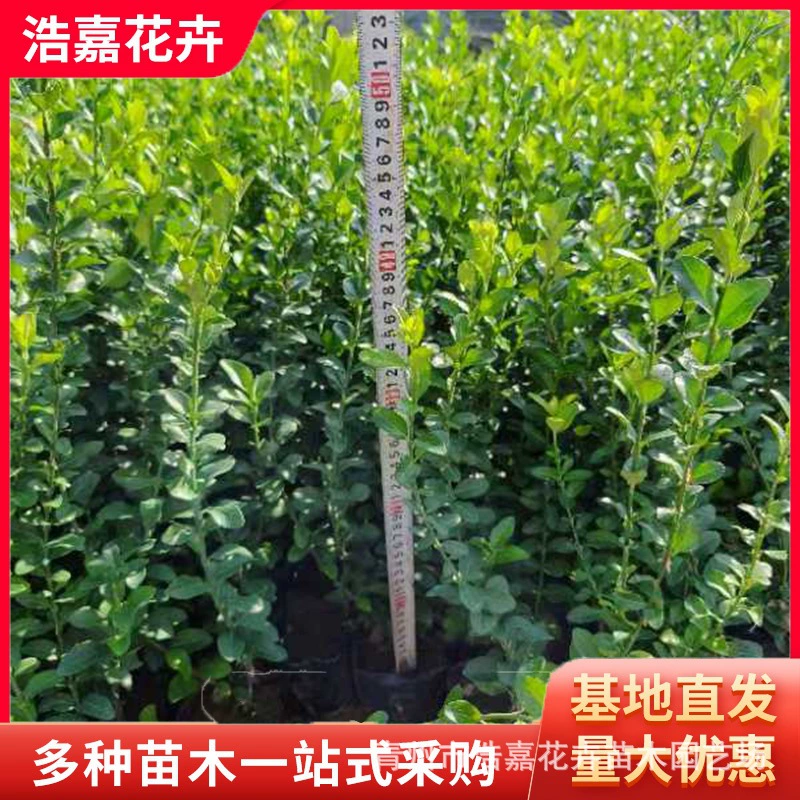 Различные размеры саженцев спиреи, различные высоты мелколистной самшитовой древесины, вечнозеленая спирея для ограждений и стен во дворе.