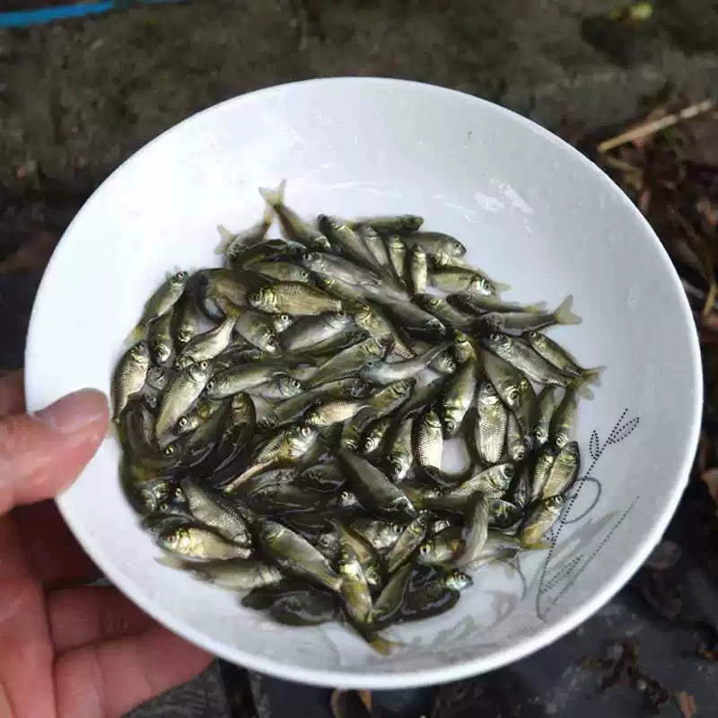 Catfish fry Zhongke No. 5 Cat Fry Forl Engineering Catfish Flower Fresh Aquaid Edible Catfish Fry