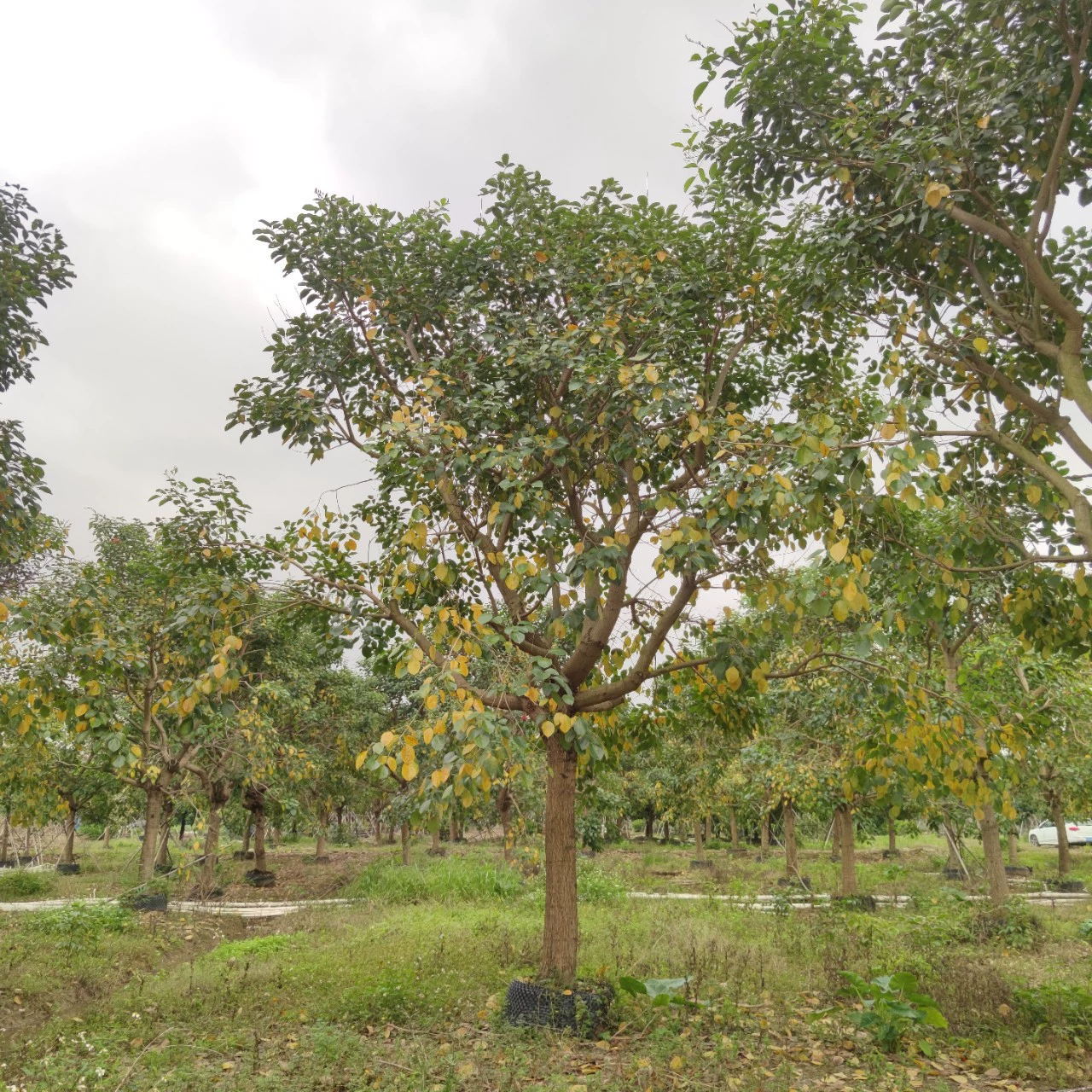 2211 база оптовая поставка кораллового эстринового дерева 20-30 см