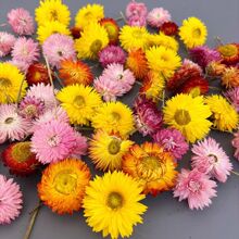 �߲ʾոɻ�ɢ�b�ջ��^�����ջ��^�滨�ֹ����ϸɻ��S�����l��˹��