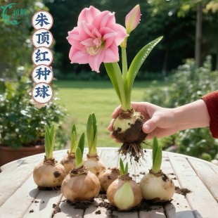 ��피t�N�������M���ذ���피t�̨ͥԺ���B�����ش���������피t
